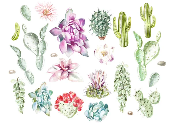 Set met aquarel cactussen en vetplanten. Illustratie — Stockfoto