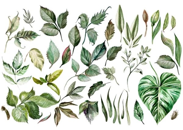 Sulu boya seti. Vahşi orman. Yaprakları. İllüstrasyon