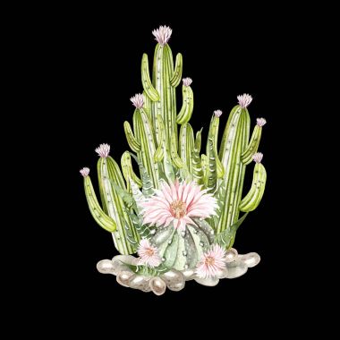 Kaktüsler ve succulents suluboya buket. 