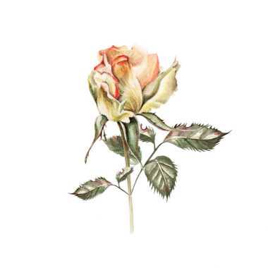 Güzel suluboya ile gül ayarla. 