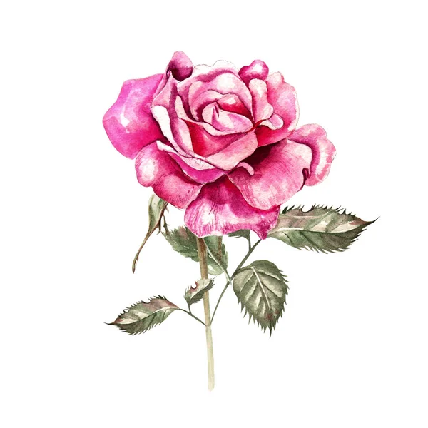 Bel ensemble aquarelle avec rose . — Photo