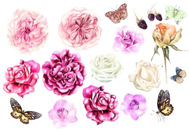 Güzel suluboya çiçek ve gül yaprakları ve kelebekler ile ayarla. 