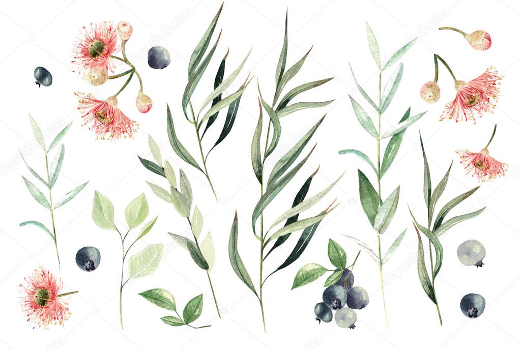 Watercolor eucalyptus set. Hand painted eucalyptus elements and berry. Floral illustration  isolated on white background.For design and textile.
