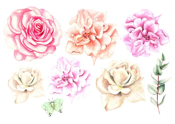 Prachtige aquarel instellen met verschillende rozen. — Stockfoto