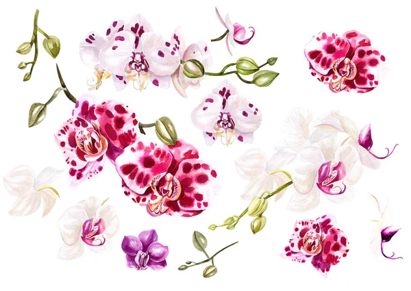 Beautiful watercolor set with orchids. — Stock Photo, Image