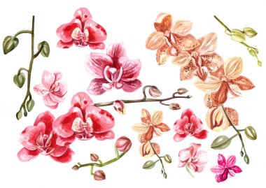 Güzel suluboya ile orkide ayarla. 