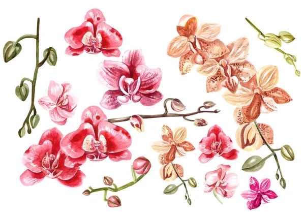 Beautiful watercolor set with orchids. — Stock Photo, Image