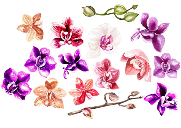 Prachtige aquarel set met orchideeën. — Stockfoto