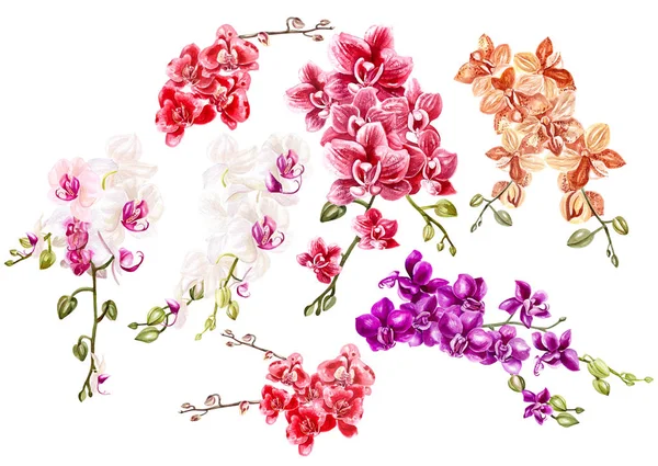 Conjunto de aquarela bonita com orquídeas . — Fotografia de Stock