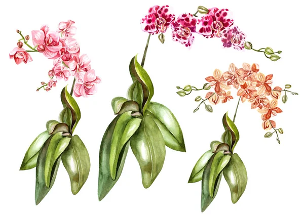 Prachtige aquarel set met orchideeën. — Stockfoto