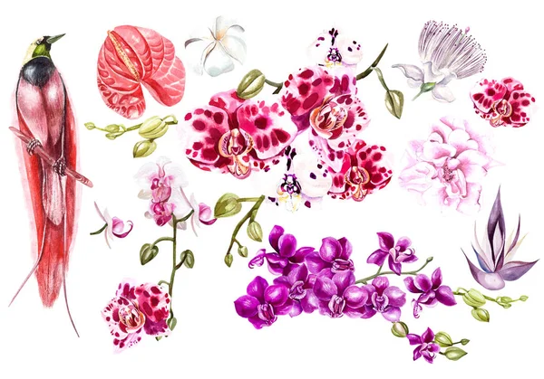Conjunto com flores tropicaal aquarela. Orquídeas, plumeria e aves tropicais . — Fotografia de Stock