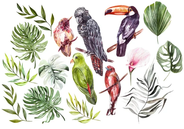 Set met aquarel tropicaal blad. Monster-, palm- en bananenbladeren, tropische vogels. — Stockfoto