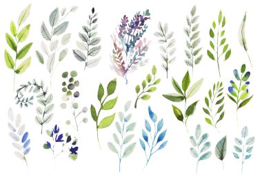 Farklı yapraklarla suluboya seti. 