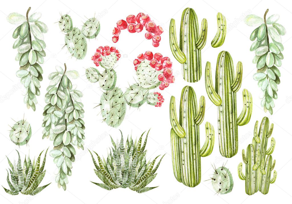 Set with watercolor cacti and succulents. 