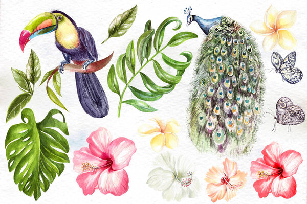 Набор акварели с тропическими листьями, цветами, павлином и туканом, бабочкой
. 