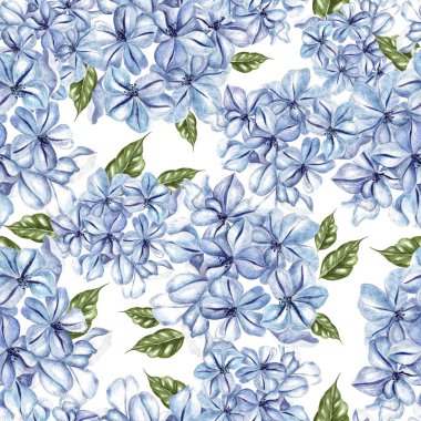 Plumbago çiçekleri ile suluboya dikişsiz desen.