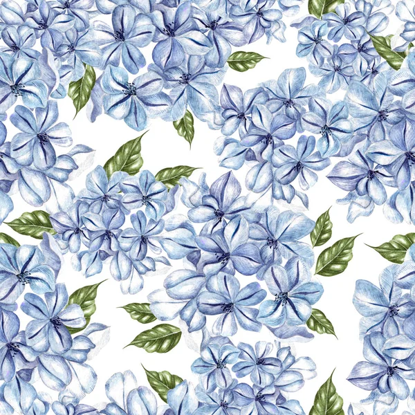 Padrão sem costura aquarela com flores de plumbago . — Fotografia de Stock