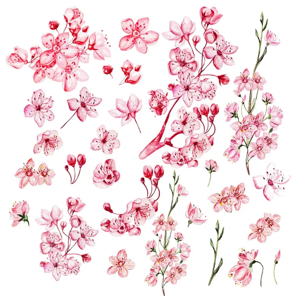 Set di fiori di ciliegio acquerello, fiori, boccioli, elementi . — Foto Stock