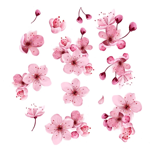 Frühling Sakura Kirsche blühende Blumen, rosa Blütenblätter und Zweige Set. — Stockfoto