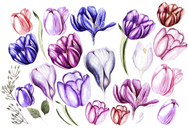 Set acquerello con fiori di croco e tulipani . — Foto Stock