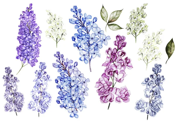 薄紫色の花や葉をセットした水彩. — ストック写真