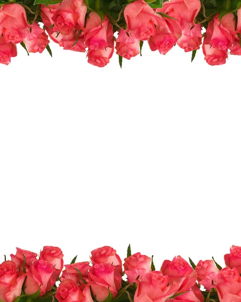Rosas rosadas cuatro quintas partes —  Fotos de Stock