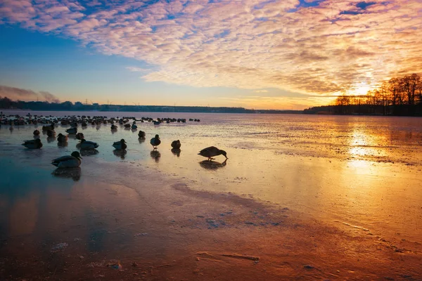 Mallards congelados no lago — Fotografia de Stock
