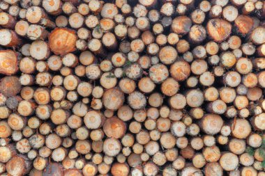 yığılmış doğal testere kütükleri arka plan, üst görünüm