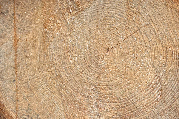 Nedávno Pokácený Kmen Stromu Struktura Dřeva — Stock fotografie