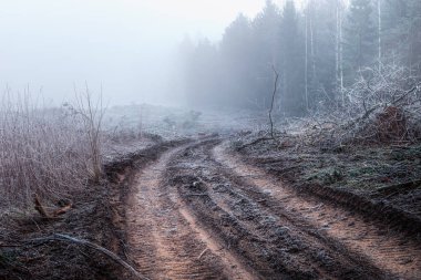 Sabahleyin buzlu ormanların eridiği bir yer. Ocak manzarası. Masuria, Polonya.