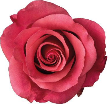 Pink rose isolated on transparent background. Vector.