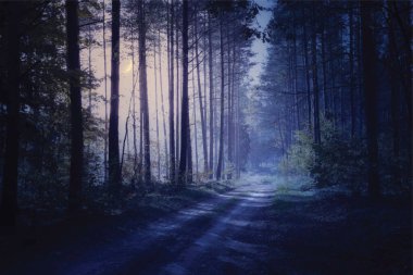 Scary road through night forest. Vector.