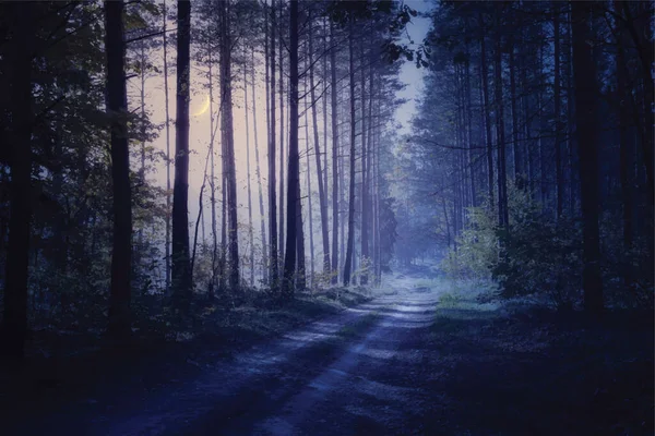 Scary road through night forest. Vector.