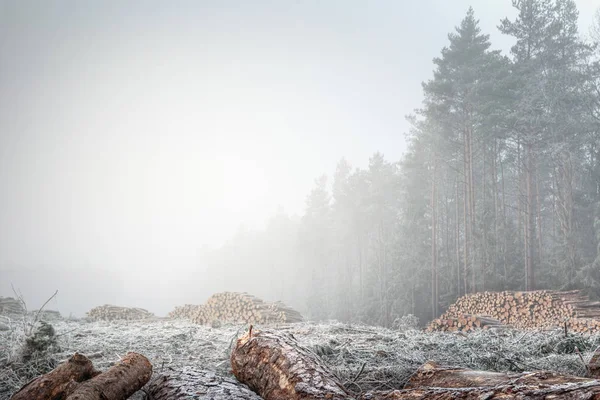 Frostad Avskogning Morgonen Januari Landskap Masurien Polen — Stockfoto