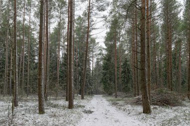 Karlı ormanda yol. Masuria, Polonya.