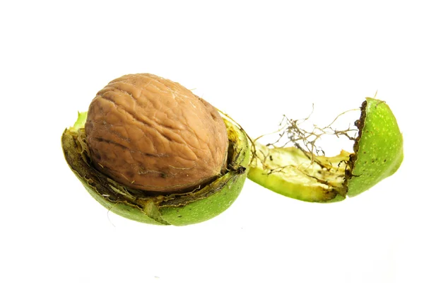 Fresh walnut half in the green peel isolated on a white background — Stock Photo, Image