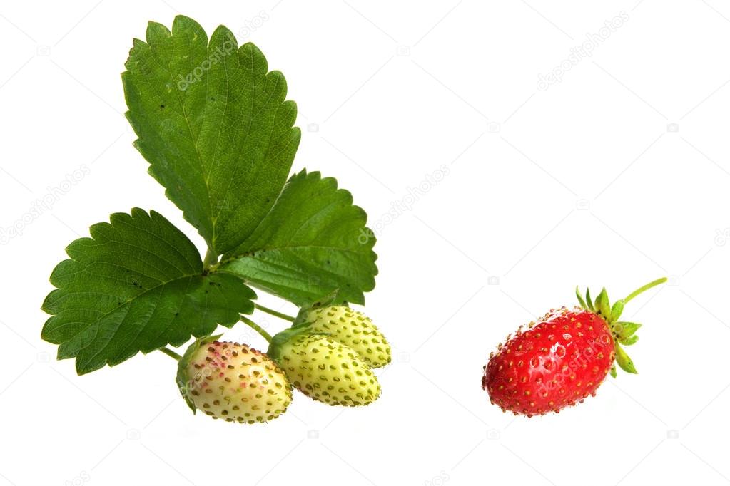 strawberries ripe and unripe with leaves isolated on a white background