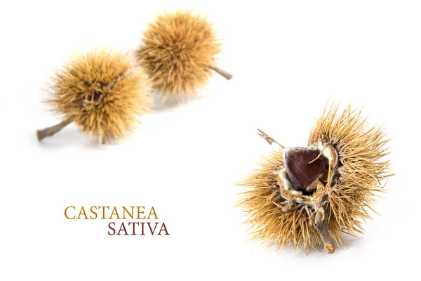 Kastanienfrucht (castanea sativa) in der stacheligen Schale, isoliert, Beispieltext — Stockfoto