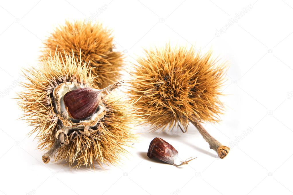 sweet chestnut fruits (Castanea sativa) in the prickly peel, isolated on white