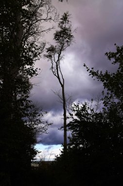 bir bulutlu gökyüzü karşı bir siluet olarak orman kenarında cılız kayın ağacı
