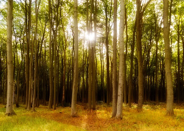 Beukenbos met lange boomstammen in het warme licht van de zon, herfst of voorjaar achtergrond — Stockfoto