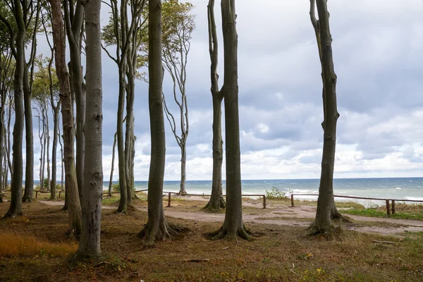 Borda da floresta no mar com troncos de faia cinza alto no outono, B — Fotografia de Stock