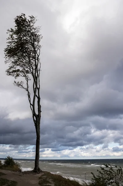 Одинокое дерево на морском побережье против облачного неба на ветреном берегу — стоковое фото