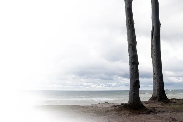 Dwa drzewa pnie stoi jak przyjaciele na plaży, z widokiem na — Zdjęcie stockowe