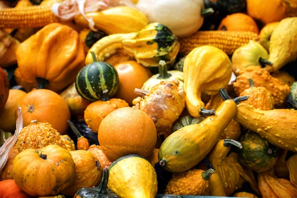 Calabazas como fondo, decoración de jardín de otoño —  Fotos de Stock