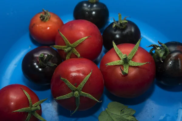 Tomates rojos y negros frescos del jardín en un tazón de plástico azul — Foto de Stock