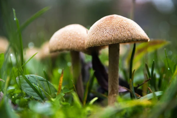 Wild mushrooms growing in the autumn meadow in the green grass, closeup — Stock Photo, Image