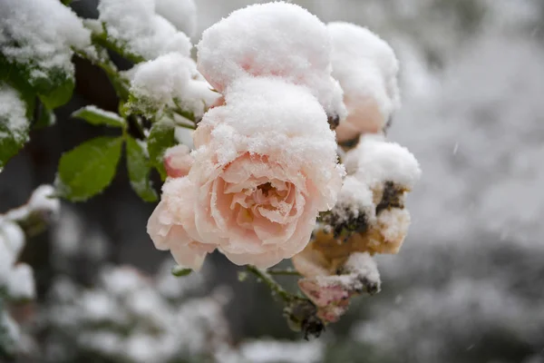 Ultime rose rosa piene di neve, ghiacciate nel giardino d'inverno — Foto Stock