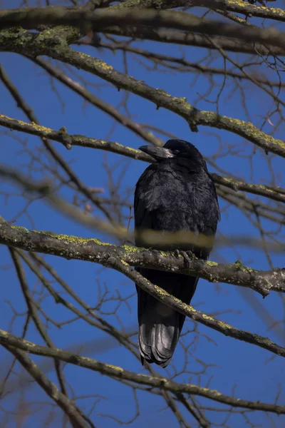 Torre (Corvus frugilegus) se sienta en las ramas desnudas de un árbol aga —  Fotos de Stock