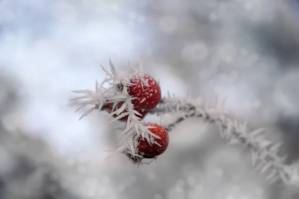 Rosa mosqueta roja con agujas de cristales de hielo en un día de invierno nevado, fondo navideño —  Fotos de Stock